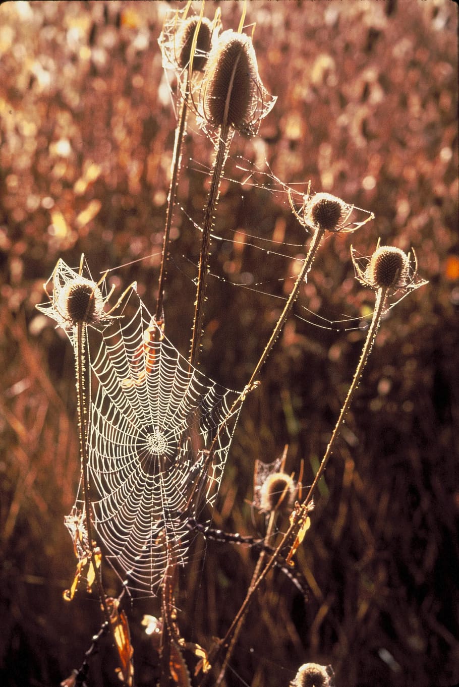 teasel, cobwebs, flower, thistle, flowers, plants, flora, focus on foreground HD wallpaper