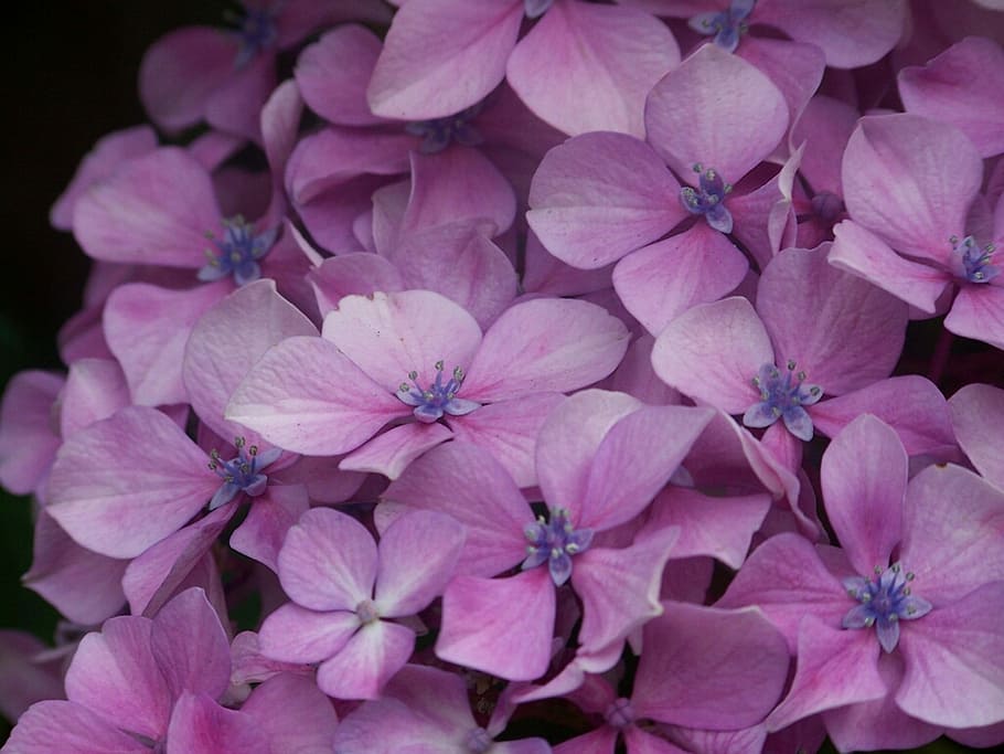 Hortensia, Purple, Flower, Fauna, Nature, beautiful, flora, HD wallpaper