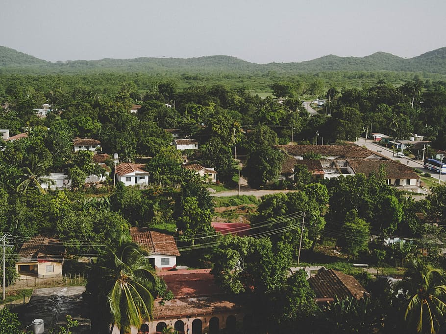 aerial photo of green tress and white houses at daytime, aerial view of houses and trees at daytime HD wallpaper