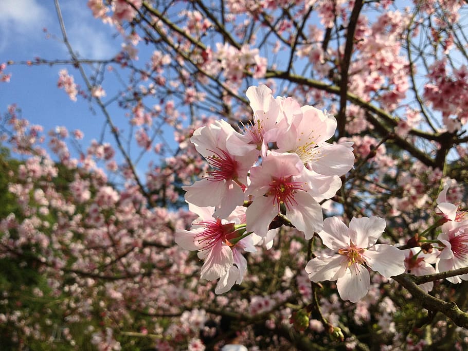 photo of Cherry Blossom during daytime, Cherry blossom under blue sky HD wallpaper