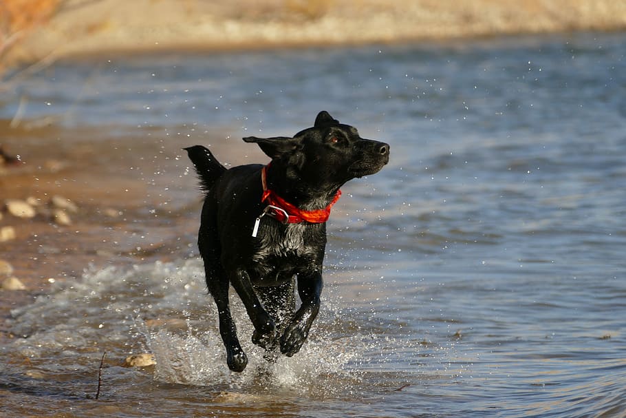 black dog running near body of water, adult black Labrador retriever running beside beach HD wallpaper