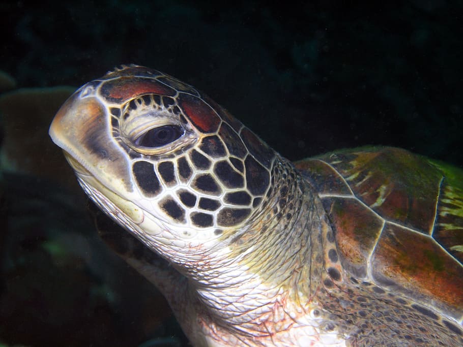 brown and black turtle close-up photo, sea, background, species HD wallpaper