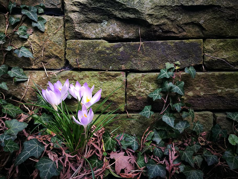 purple crocus, stone wall, ivy, the beginning of spring, flowers HD wallpaper