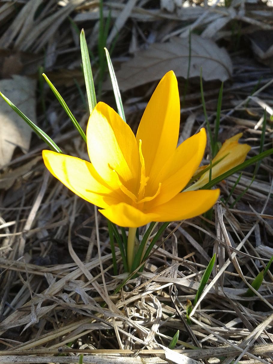 crocus, spring, flower, yellow, yellow flower, flora, forest flowers HD wallpaper