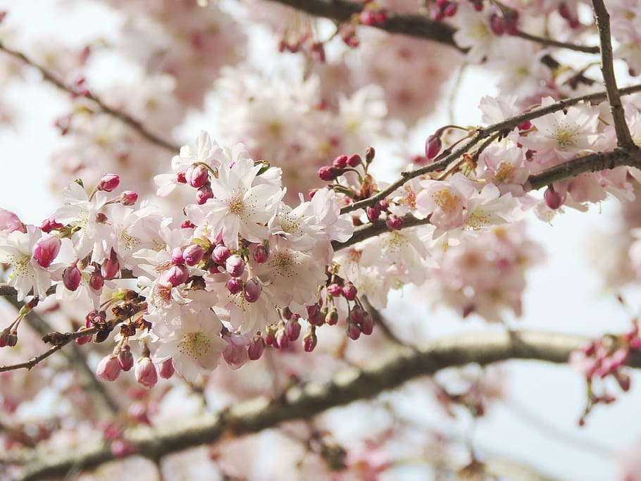 blossom, bloom, flower, fruegling, pink, nature, plant, tree HD wallpaper