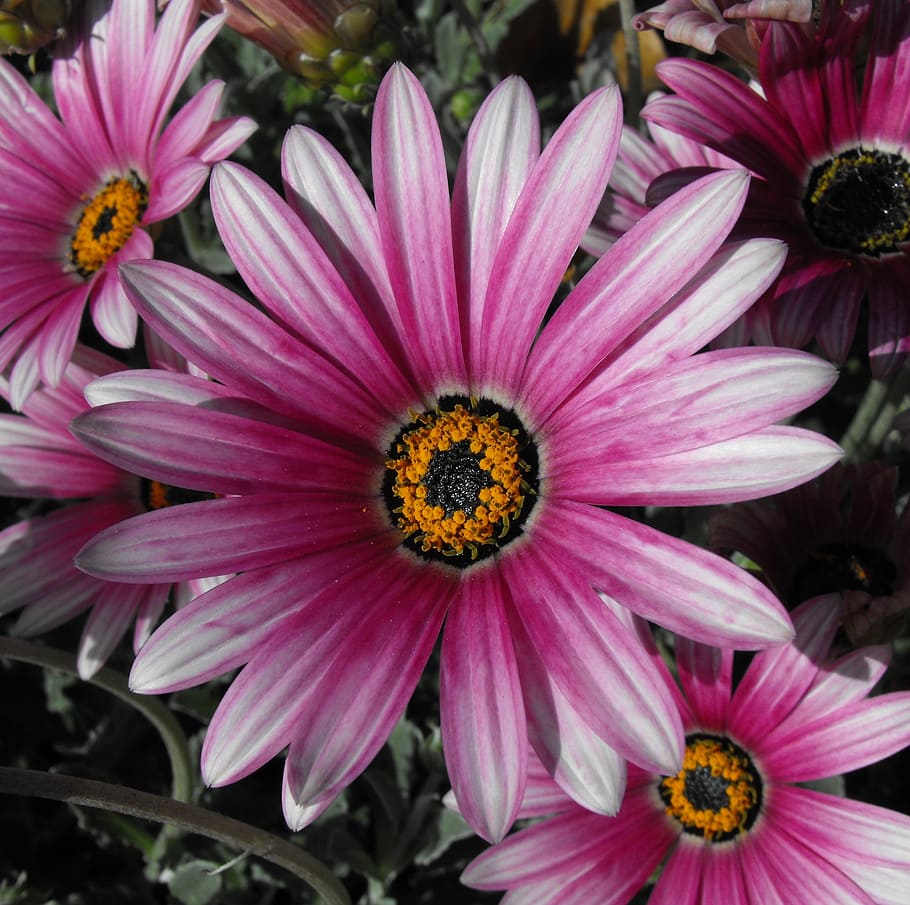 daisy, flower, bloom, blossom, petals, garden, nature, colorful HD wallpaper