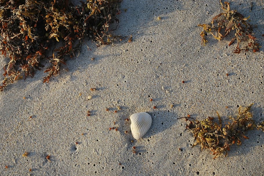 Shell, Beach, Sea, Sand, Travel, summer, water, shore, seashell HD wallpaper