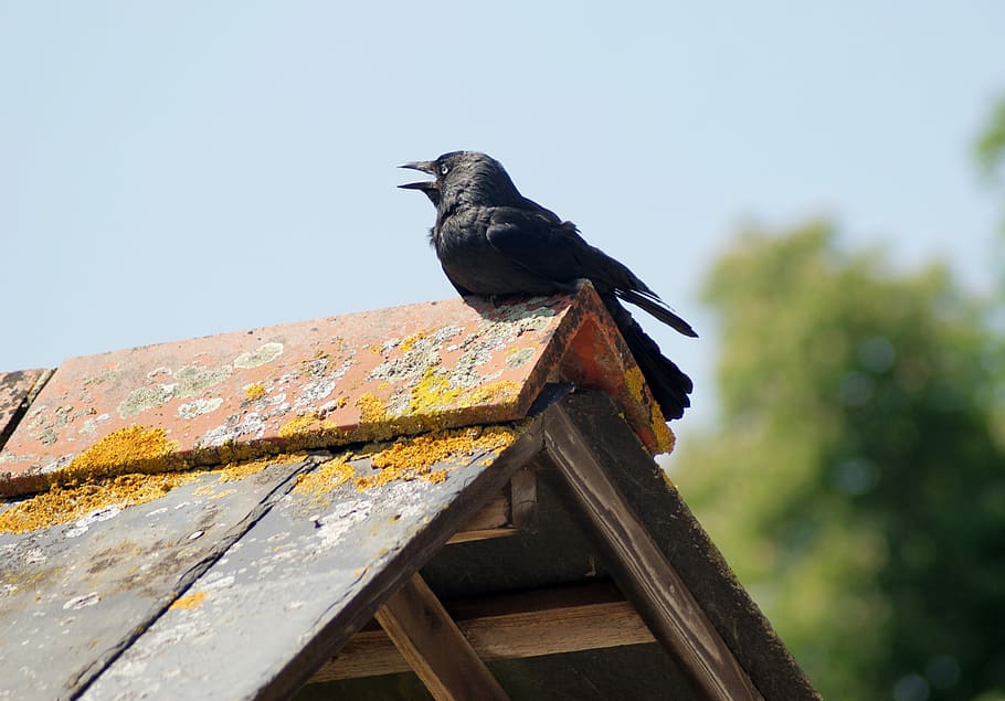crow, perched, bird, wild, dark, raven, animal, animal themes HD wallpaper