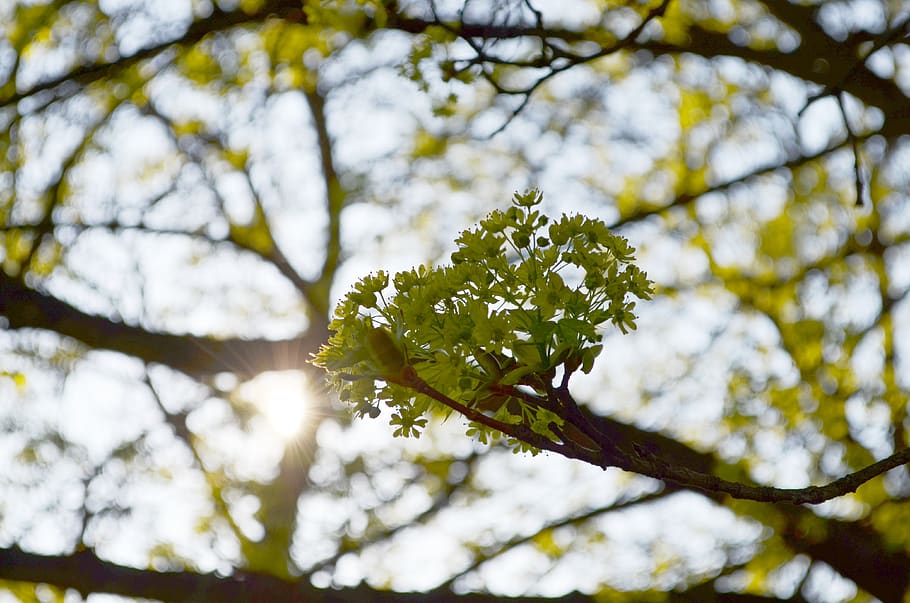 spring, flowers, plant, growth, tree, beauty in nature, flowering plant HD wallpaper
