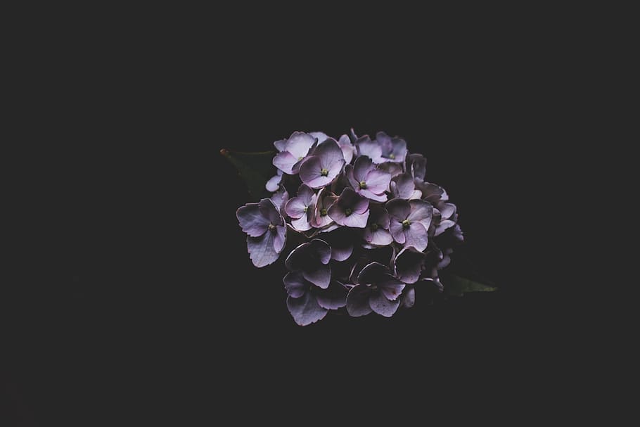 purple petaled flowers, purple Hydrangea flower in close-up photography HD wallpaper