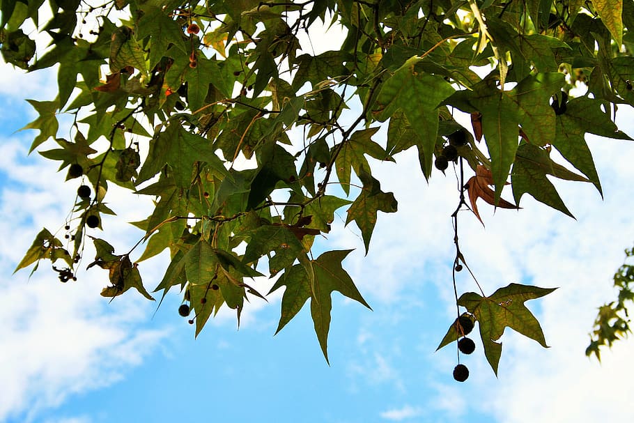 plane tree, twigs seeds, foliage, hanging, plant part, leaf HD wallpaper