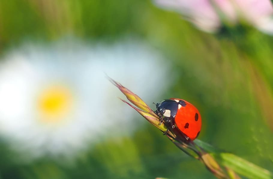 selective focus photography of ladybug on leaf, insect, nature HD wallpaper