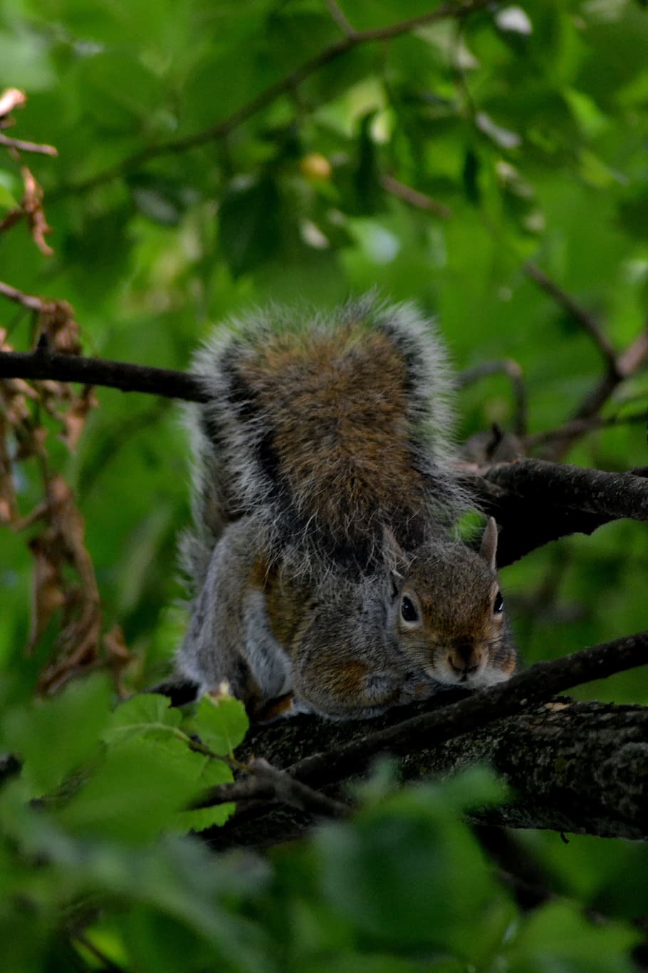squirrel, nature, tree, animal themes, animal wildlife, animals in the wild HD wallpaper