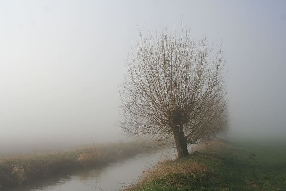 green tree near body of water, Morning, Mist, Willow, Fog, nature HD wallpaper