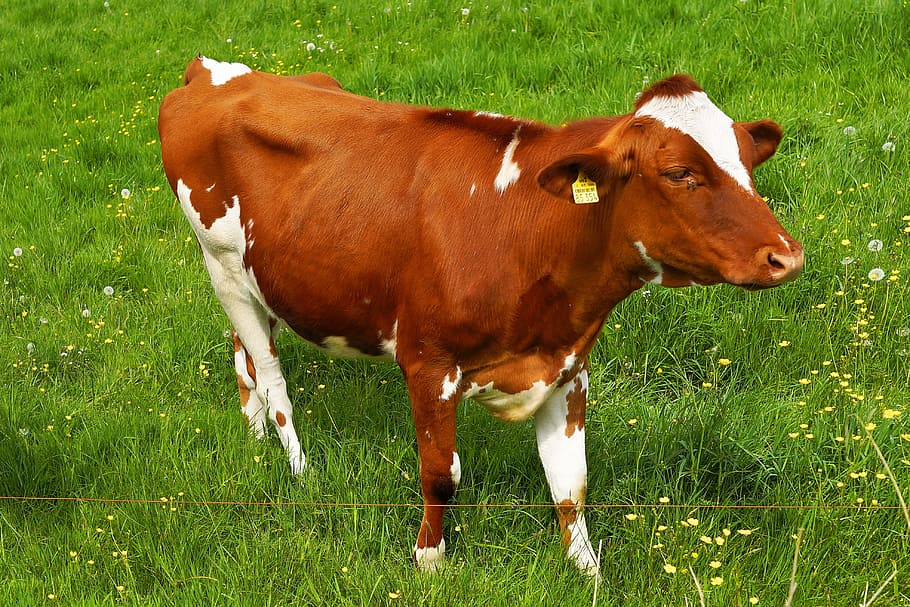 Cow, Curious, Meadow, Spring, Pasture, agriculture, beef, close HD wallpaper