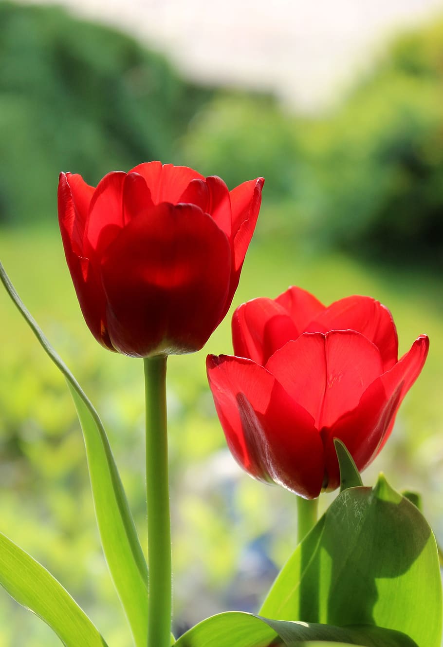 shallow focus photography of red flowers, tulip, spring, flowering plant HD wallpaper