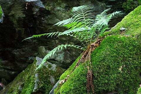 Fern, Forest, Moss, Green, Green, Forest, Plant, forest plant HD wallpaper