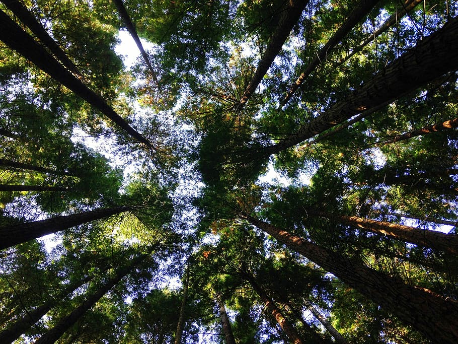 bottom view photography of trees, nature, forest, leaf, outdoors HD wallpaper