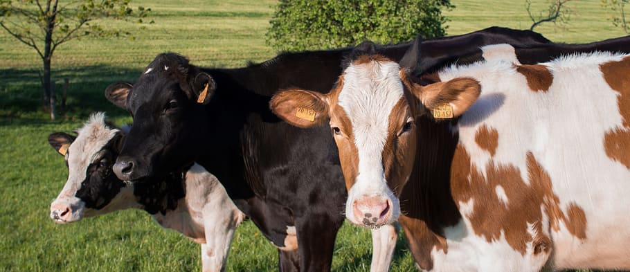 three cows on grass, dairy cows, cattle, animals, agriculture HD wallpaper