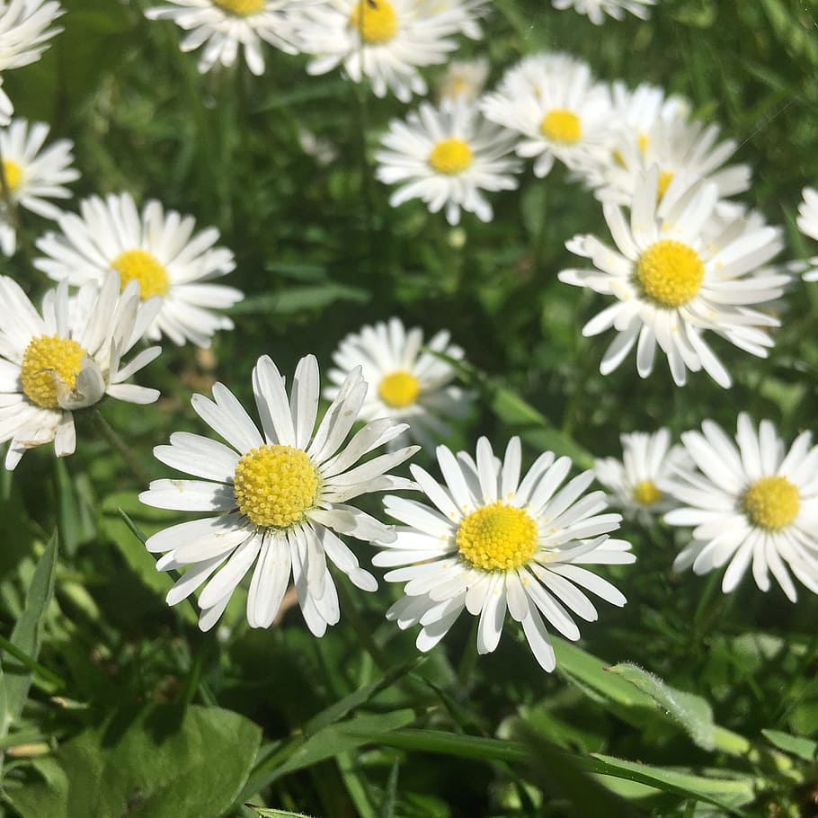 Chamomile, Camomile, Weed, Flo, Flower, herbal, daisy, sun, HD wallpaper