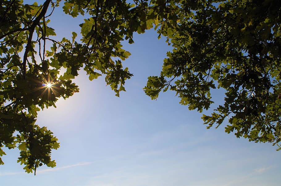 sky, trees, leaves, branches, plant, sunlight, low angle view HD wallpaper