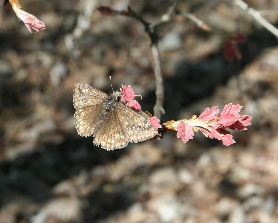 moth, insect, wing, bug, wildlife, natural, biology, flight HD wallpaper