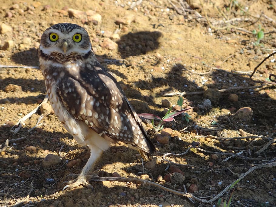 owl, bird, animal themes, one animal, animal wildlife, animals in the wild HD wallpaper