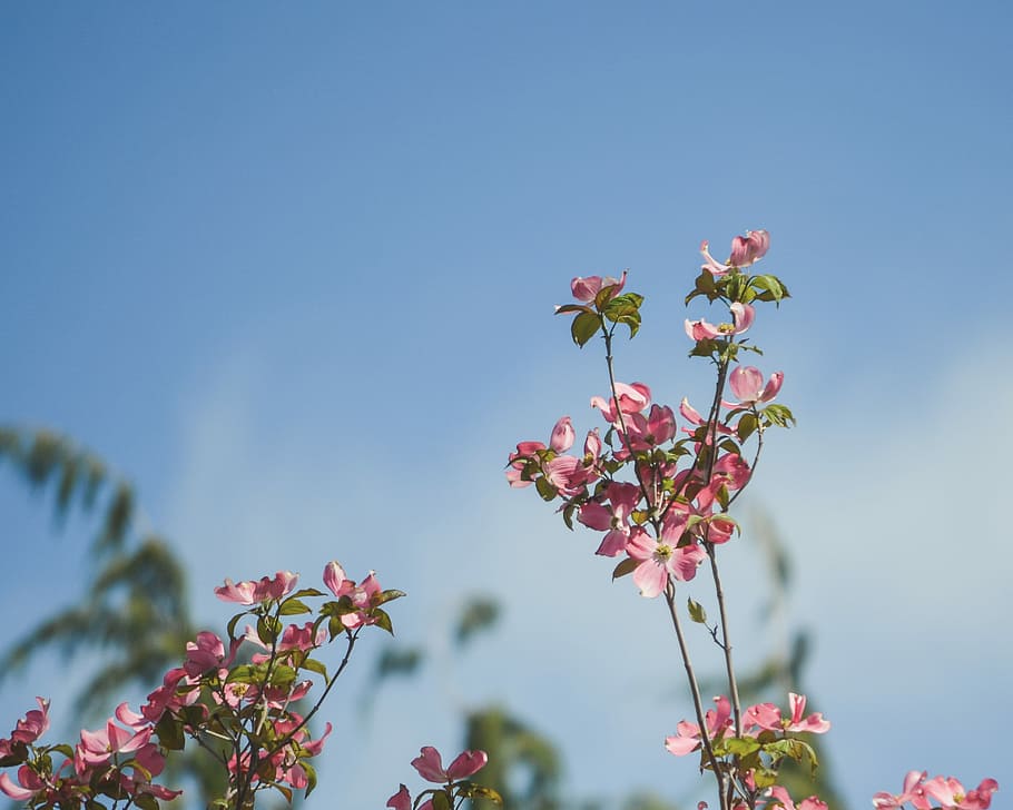 close up photo of red petaled flower, selective focus photo of pink flowers HD wallpaper