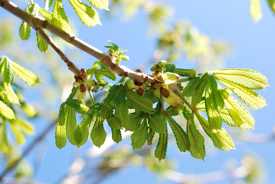 nature, leaf, flora, growth, tree, spring, branch, plant, plant part HD wallpaper
