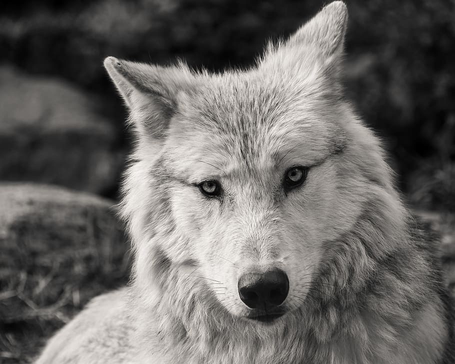 gray and white wolf, predator, black and white, head, animal HD wallpaper