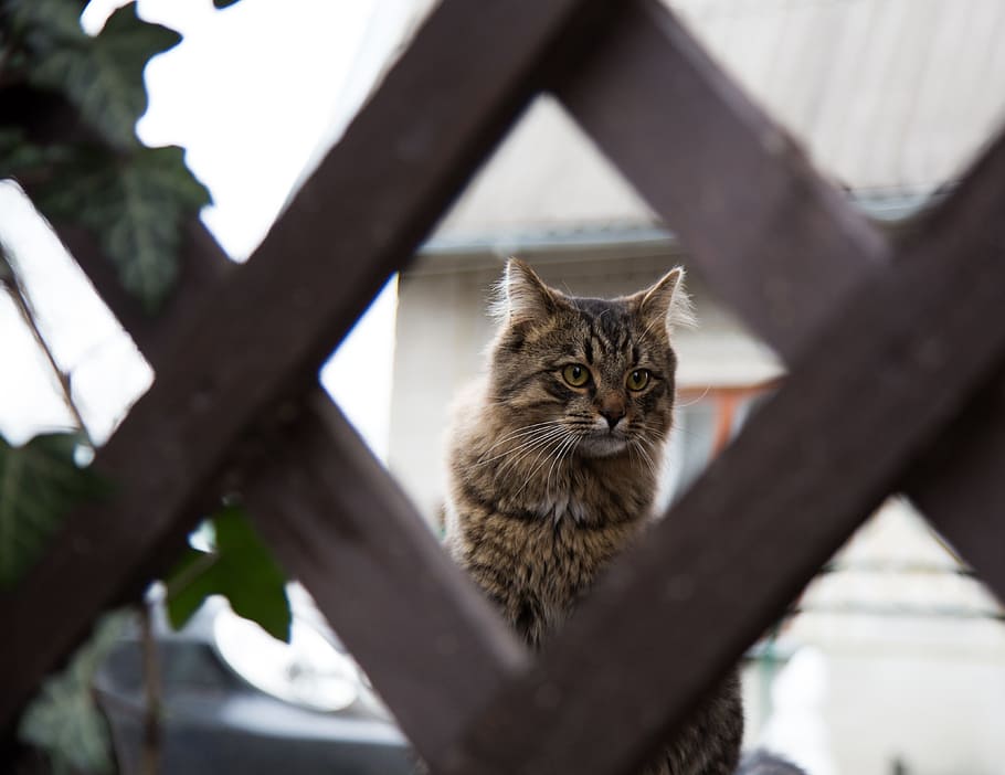 cat, kit, kitten, tomcat, kicka, cica, domestic cat, feline HD wallpaper