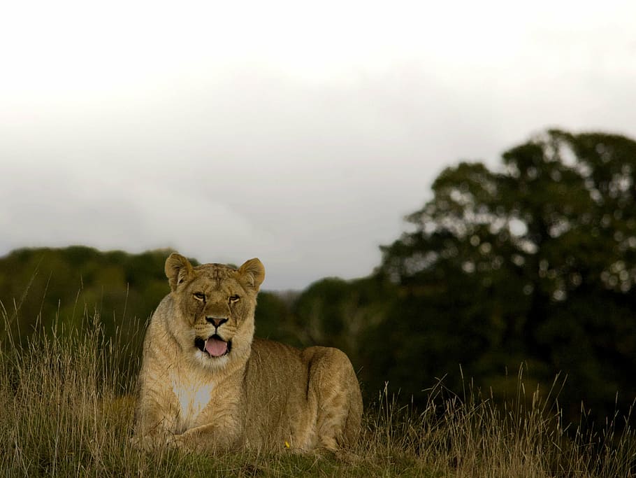 lioness, wild, cat, predator, animal wildlife, animals in the wild HD wallpaper