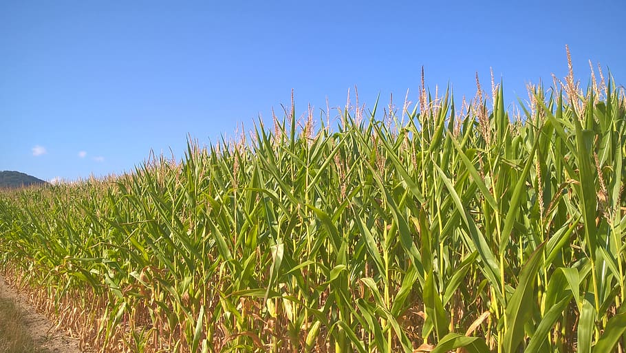corn on the cob, cornfield, sky, agriculture, nature, corn plants, HD wallpaper