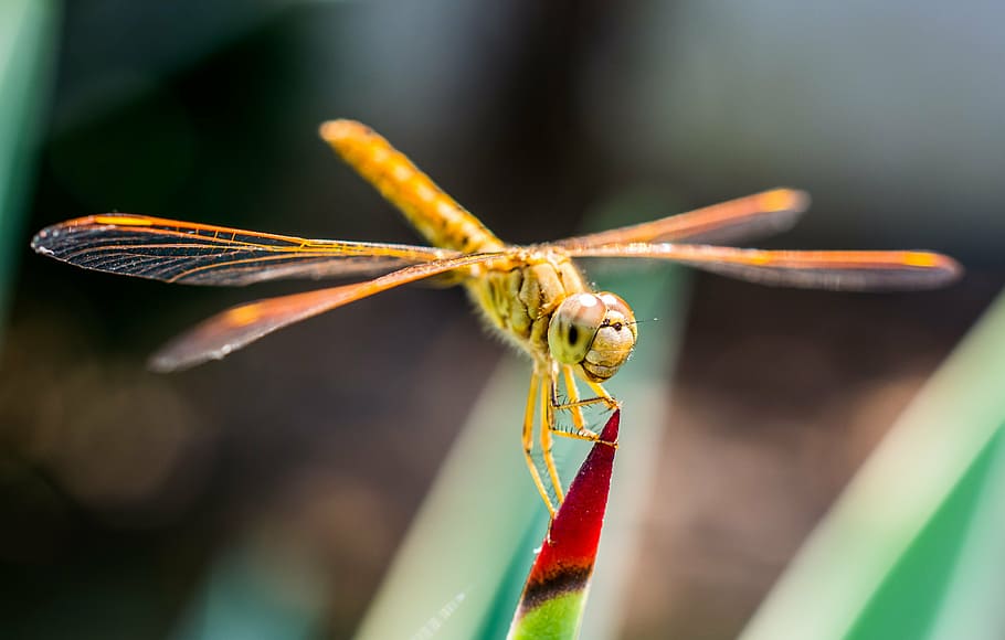 dragonfly, insect, close, animal themes, invertebrate, one animal HD wallpaper