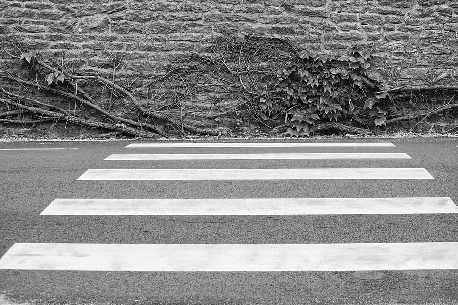 grayscale photo of pedestrian lane, wall, ivy, green, leaf HD wallpaper