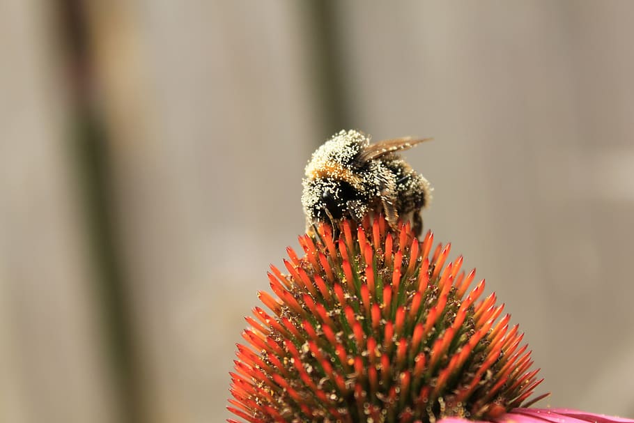 bees, nature, bug, bumblebee, beehive, insects, flower, close up HD wallpaper