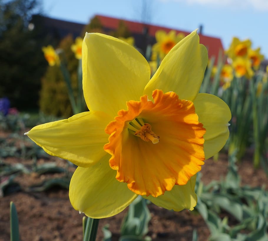 flowers, daffodils, yellow, flowering plant, petal, fragility HD wallpaper