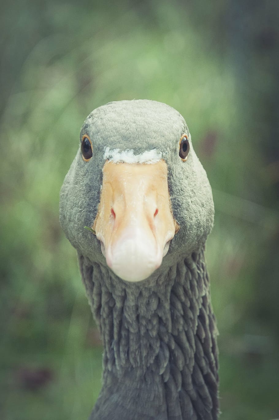 greylag goose, bill, animal, bird, poultry, nature, wildlife photography