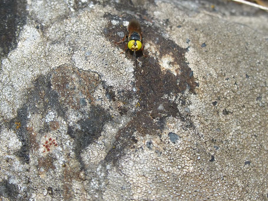 Hoverfly, False, Bee, Rock, Lichen, false bee, nature, insect HD wallpaper