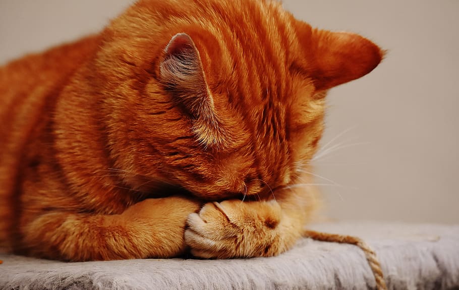 short-coated orange, cat, red, sleep, cute, mackerel, tiger HD wallpaper