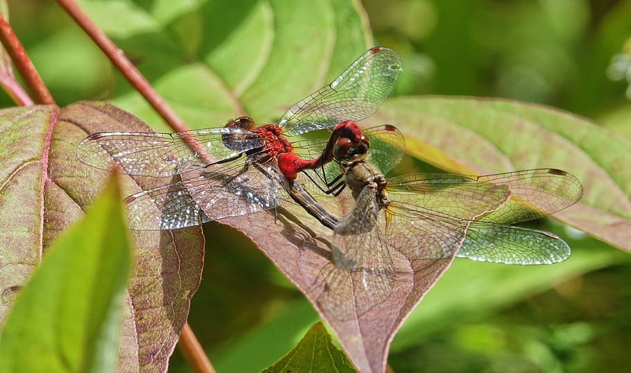 nature, leaf, insect, flora, outdoors, closeup, wing, animal themes HD wallpaper