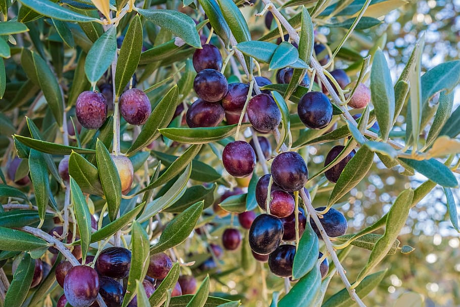 purple fruit on green leaf trees, oil, olives, harvest, leaves