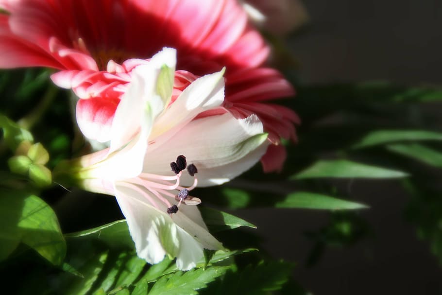 blossom, bloom, flowers, flora, plant, ornamental plant, flowering plant HD wallpaper