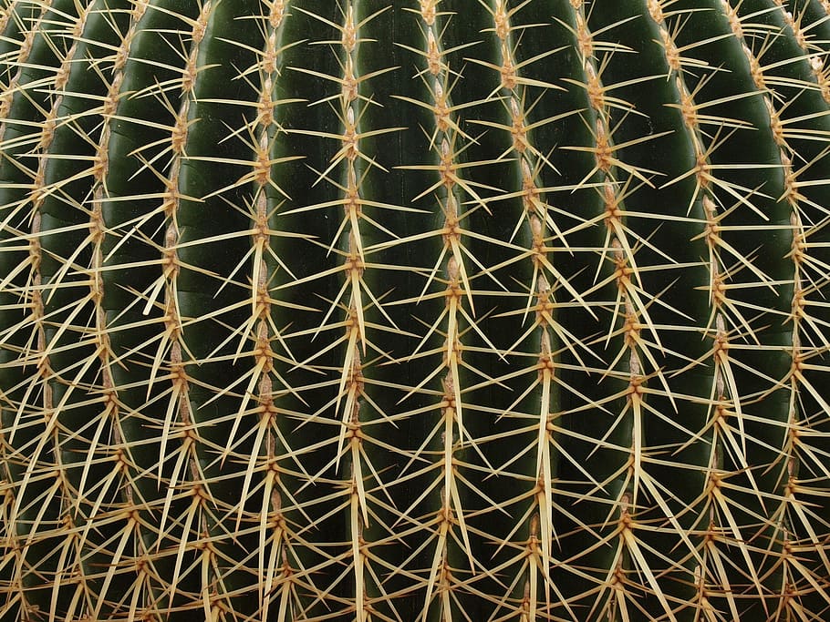 cactus, plant, desert, spines, spiny, sharp, ouch, background HD wallpaper