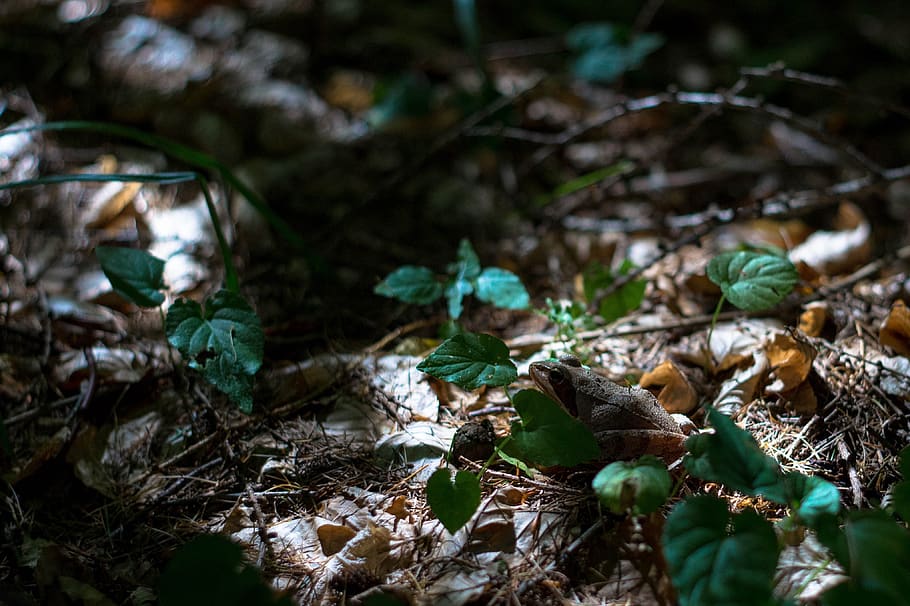 frog, nature, forest frog, avar, leaf, plant part, land, selective focus HD wallpaper