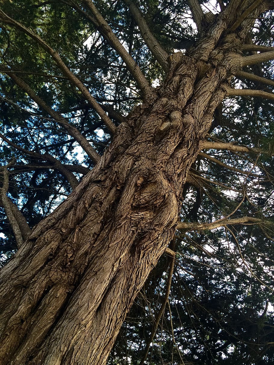 tree, bark, branches, plant, tree trunk, low angle view, growth HD wallpaper