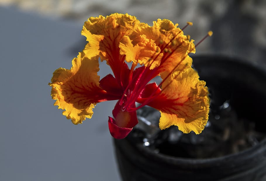 flower, yellow, spring, petal, freshness, color, macro, flowering plant HD wallpaper