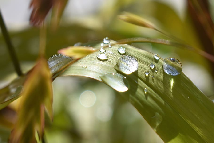 drop of water, nature, raindrop, green, leaf, close up, drip, HD wallpaper
