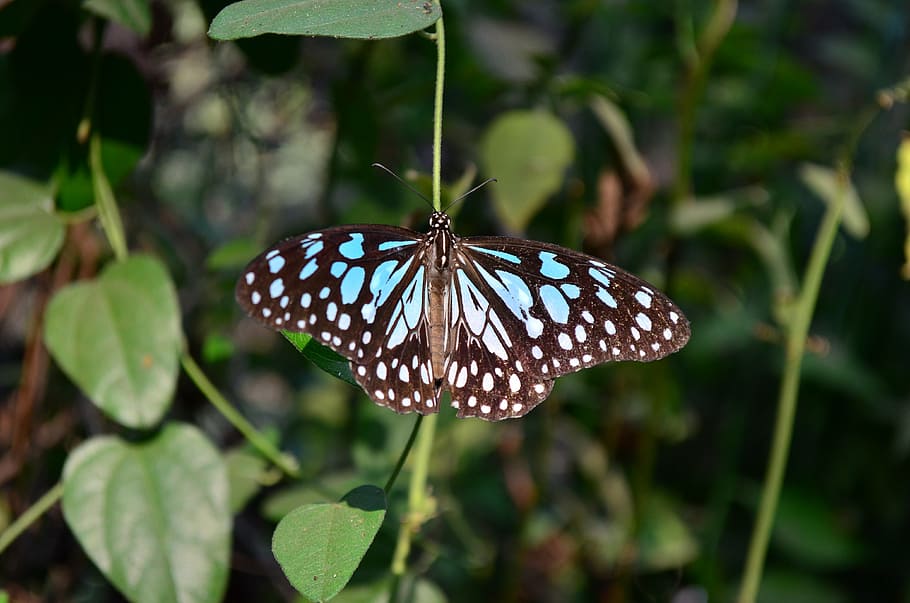 blue tiger, butterfly, insect, nature, butterfly - Insect, animal HD wallpaper