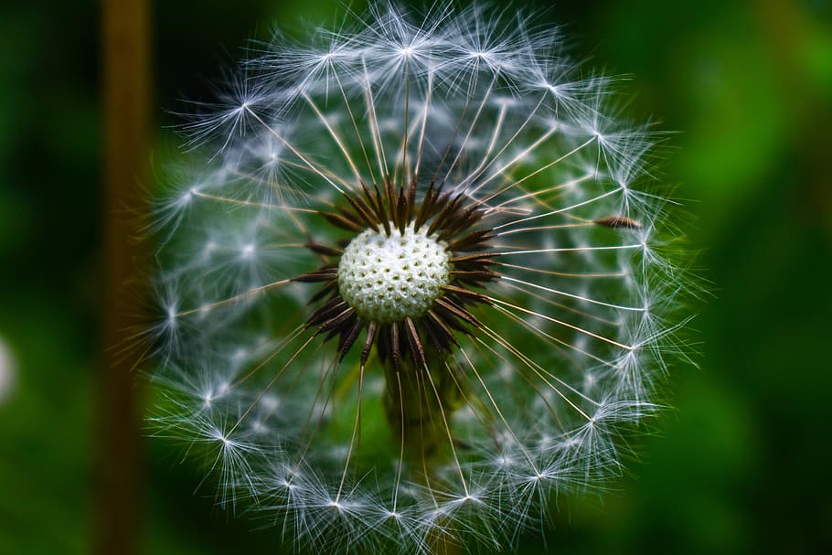 dandelion, approach, foreground, summer, high contrast, flower HD wallpaper